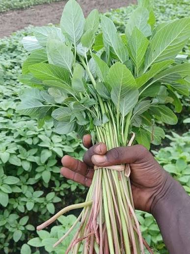 Mchicha Lishe - Vegetables fresh GENGE ONLINE